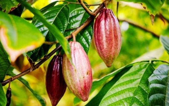 Cocoa pods growing on a cacao tree