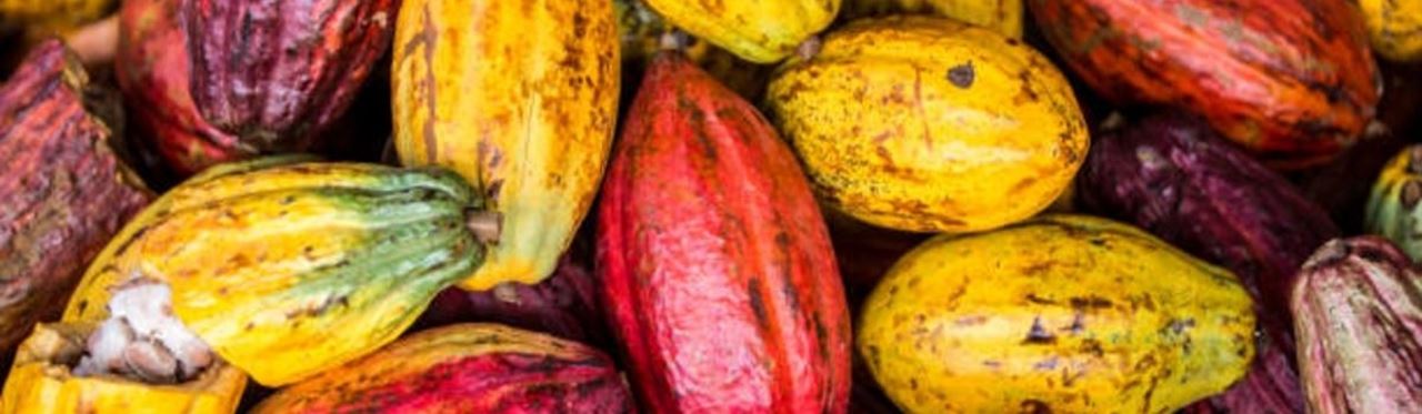 Colorful cocoa beans for chocolate making