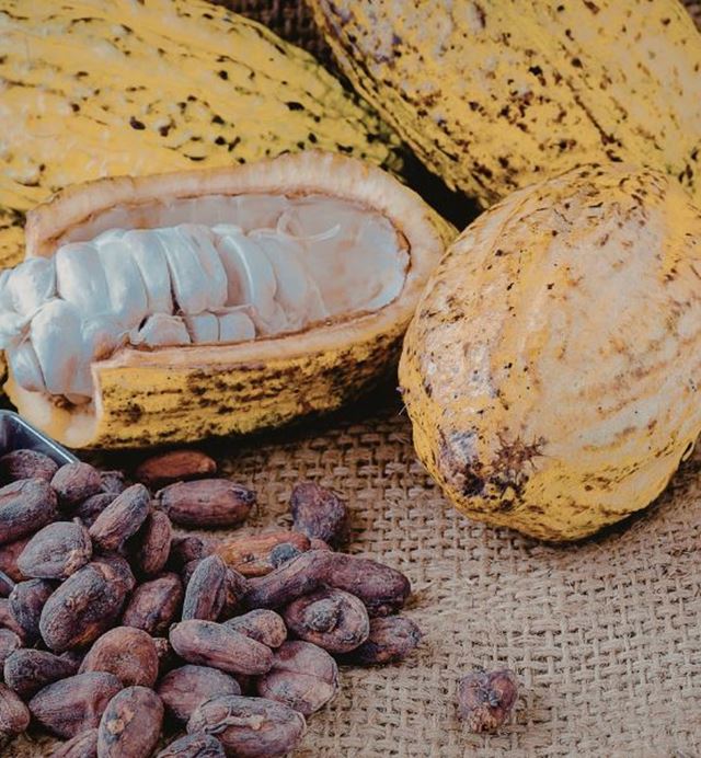 Cabosse de cacao ouverte avec fèves fraîches sur toile de jute