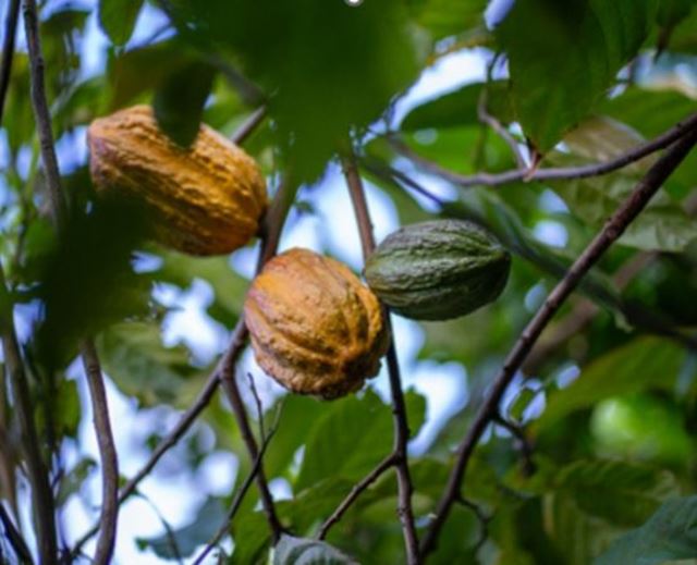 Green and yellow cocoa pods growing on a cacao tree in a plantation