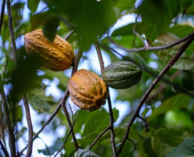 Cabosses de cacao vertes et jaunes poussant sur un cacaoyer en plantation