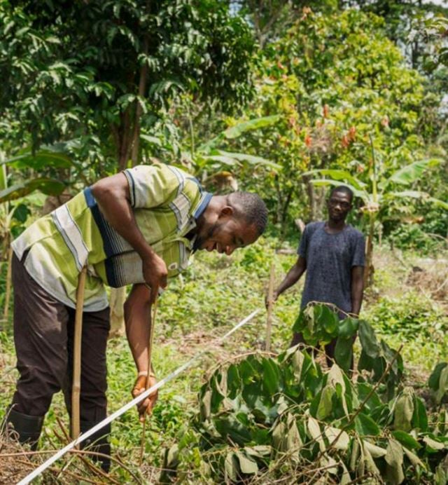 Cocoa farmers working on the maintenance of a tropical plantation