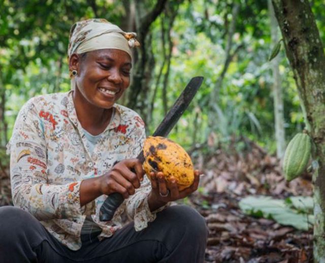 Cocoa farmer harvesting a cocoa pod in a plantation surrounded by forest
